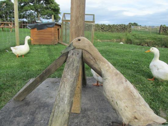 Beaver Hall Equestrian Centre